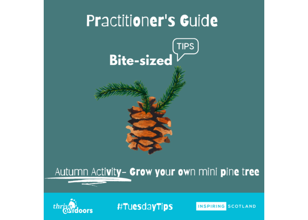 Practitioners Guide Bite-sized tips: Grow your own mini pine tree